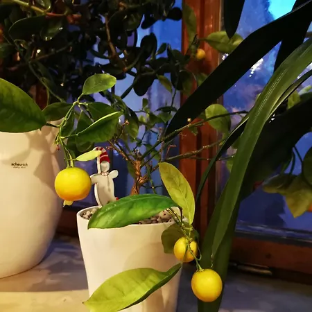 فندق China Restaurant Lotus روتنبورغ أوب در تاوبر